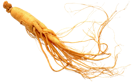 Ginseng